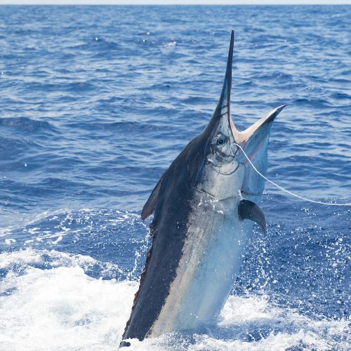 Gozo Azul Marine Suzuki Outboards • Boat Spares • Marine Oil • Fishing Packages